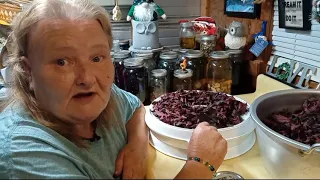 Harvesting, Processing and Dehydrating Cranberry Hibiscus Leaves For Tea