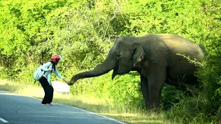 Dangerous elephants on the road | सड़क पर खतरनाक हाथी | ช้างอันตรายบนถนน