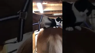 Draft Horse Gives Cat Gentle Kisses - 1010518