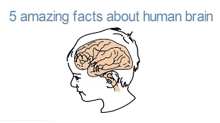 5 amazing facts about human brain