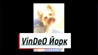 PPAP - dog version/собачья версия