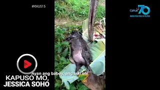 Kapuso Mo, Jessica Soho: Dambuhalang sawa na nahuli sa Aurora, may laman pang buong baboy