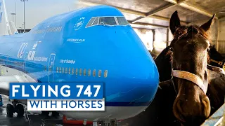 Flying KLM B747-400 Combi with Horses!