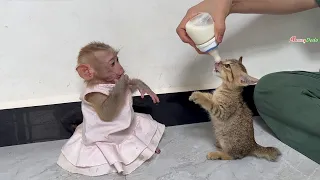 Smart Jenna Riase Hand Up Want To Help Mom Feed Milk Beby Cats