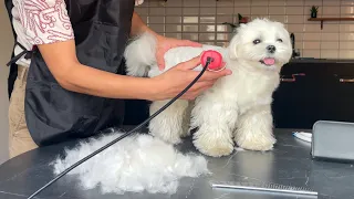 MALTESE PUPPY GOT HIS SUMMER HAIRCUT ☀️