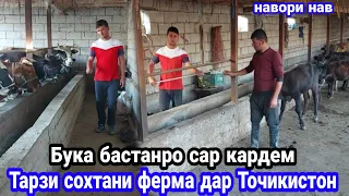 Тарзи сохтани Ферма дар Точикистон, Бука бастана сар кардем, #Дехконбача,   28 сентября 2023 г.