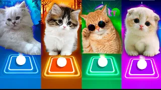 CUTE CATS DANCE MONKEY VS SHAKIRA WAKA WAKA VS JUSTIN BIEBER VS LISA MONEY & TILES HOP EDM RUSH