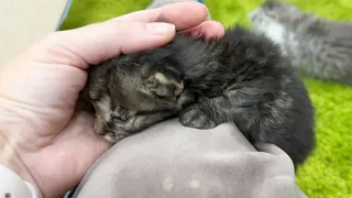 An abandoned kitten cries loudly and calls for its cat mother, but finds a human mother