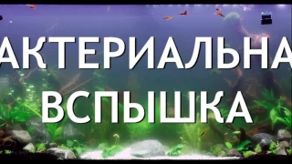 Помутнение воды в аквариуме. Причины. Борьба.