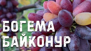 Виноград Байконур и Богема в Беларуси (08.10.22)