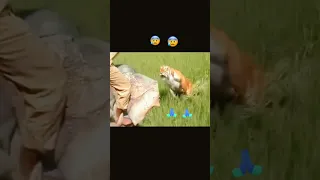 Tiger vs elephant