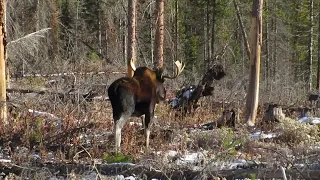 Bull Moose