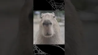 Emo capybara