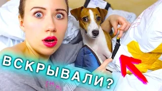 ВСКРЫЛИ НА ПОЧТЕ? - ПОСЫЛКИ ИЗ КИТАЯ ДЛЯ ПИТОМЦЕВ | ПОКУПКИ ИЗ ЗООМАГАЗИНА | Elli Di Pets