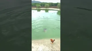 wait for it ! crocodile attack chicken baby! crocodile attack!