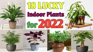 18 Indoor Plants Lucky for 2022 | Fengshui Lucky Plants for the year 2022 |  Plant and Planting