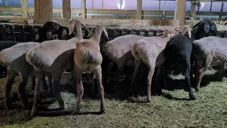 Ярки 4 мес. уезжают в Омскую обл.