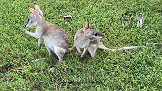 Two Joey’s eating (wallabies)