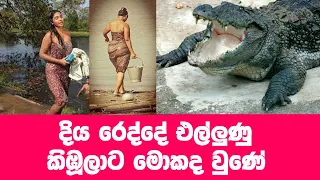 දිය රෙද්ද ගිල්ල කිඹූලාගේ කතාව