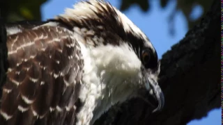 Osprey's call