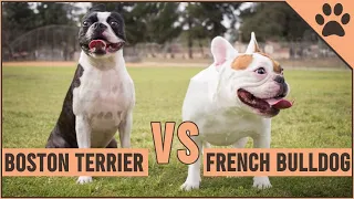 French Bulldog vs Boston Terrier -  Which Breed Is Better?