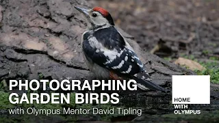 Photographing Garden Birds with Olympus Mentor David Tipling