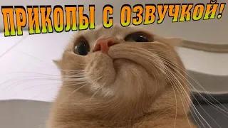 СМЕШНАЯ ОЗВУЧКА КОТЫ видео про котиков ПРИКОЛЫ С КОТАМИ