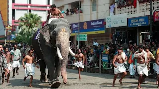 ഗുരുവായൂർ ആനയോട്ടം | Guruvayur Aanayottam 2024 | Guruvayur Elephant Race | Elephant Gopi Kannan