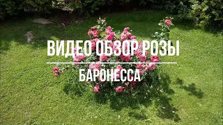 Видео обзор розы Баронесса (Флорибунда) - Baronesse (Tantau Германия, 2009)