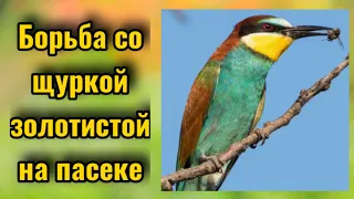 🟠Метод против щурок. 🟢Необычный способ работает! 🔴Пчеловодство 2021