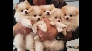 cute funny Pomeranian puppies videos compilation