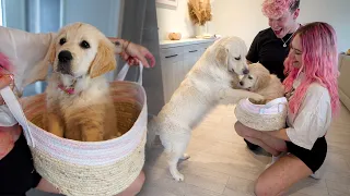 Surprising Our Golden Retriever With A Puppy!! *Super Emotional*