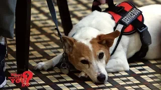 Restaurant manager asks man with service dog to leave | What Would You Do? | WWYD