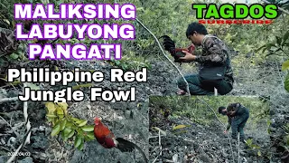 MALIKSING LABUYONG PANGATI | PHILIPPINE RED JUNGLE FOWL | TAGDOS
