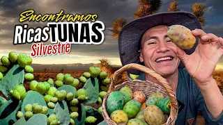 Buscando tunas silvestre en el monte de la sierra Peruana 🌵