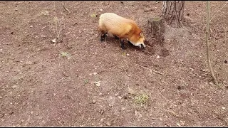 Alice the fox. The fox helps clean up the area.