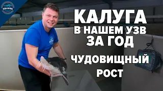 Калуга в нашем УЗВ за год. Чудовищный рост