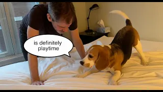 Cute beagle helps to make the bed
