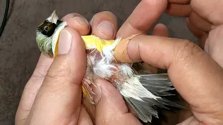 Gouldian Finch Egg Binding Treatment 20221022