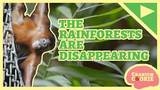 The Rainforests are Disappearing! | Cranium Cookie