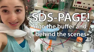 SDS-PAGE theory & practice: into the buffer and behind the scenes!