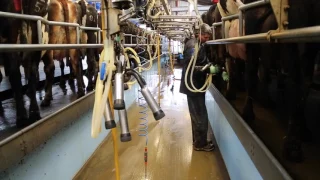 Winter housed milking routine