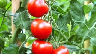 Como Desarrollar un Cultivo De Tomate  - TvAgro por Juan Gonzalo Angel