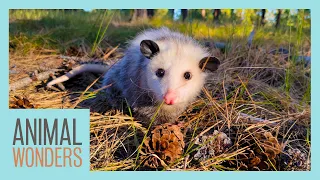 10 Awesome Opossum Facts!