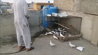 Galwa Kabootar Pakra [ Hashim Mahmood Pigeons]