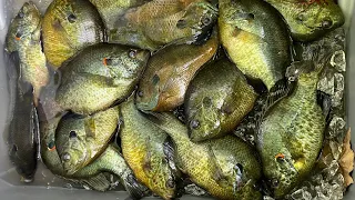 2 HOURS of BIG BLUEGILL and RED-EAR *SHELLCRACKER* Catch & Cooks! -- AMAZING PANFISHING!!!