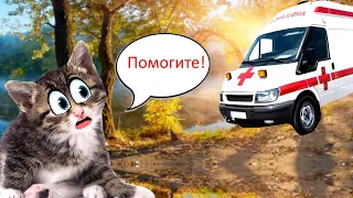 КОТЁНОК получи травму на ОЗЕРЕ! Срочно к ВРАЧУ!!!