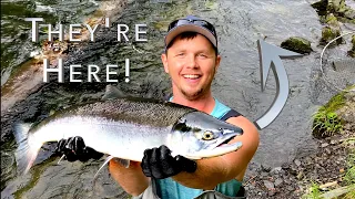 Russian River Alaska Fishing for Sockeye Salmon in the Canyon!