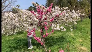 Сакура цветет в Дендрарии Сочи