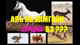 ХАМГИЙН ХУРДАН АМЬТАН АЛЬ НЬ ВЭ? МЭДЛЭГ СОРИХ 10 АСУУЛТ | DAILY QUIZ |